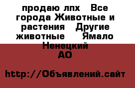 продаю лпх - Все города Животные и растения » Другие животные   . Ямало-Ненецкий АО